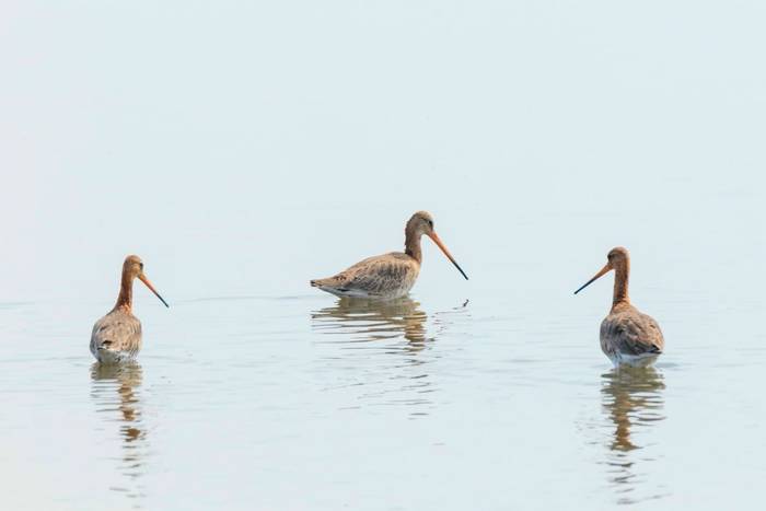 Black-tailed Godwit, UK shutterstock_1629586216.jpg