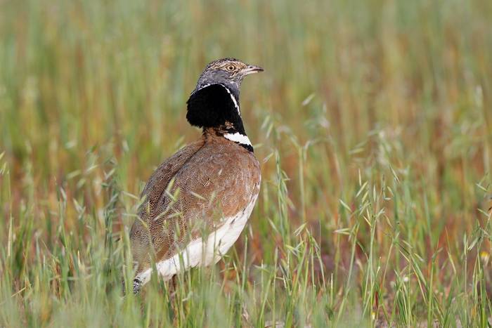 Little Bustard Spain shutterstock_689950132.jpg