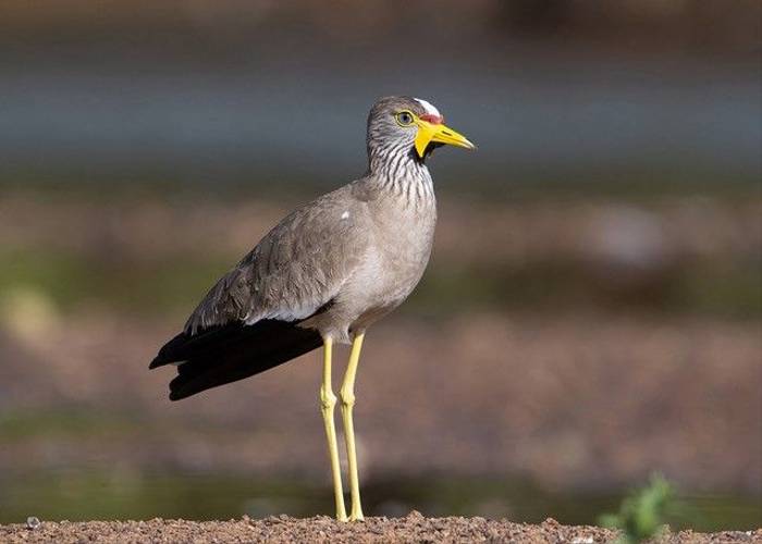 African Wattled Lapwing, Ian Curran.jpg