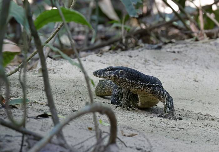 Water Monitor (Palawan)
