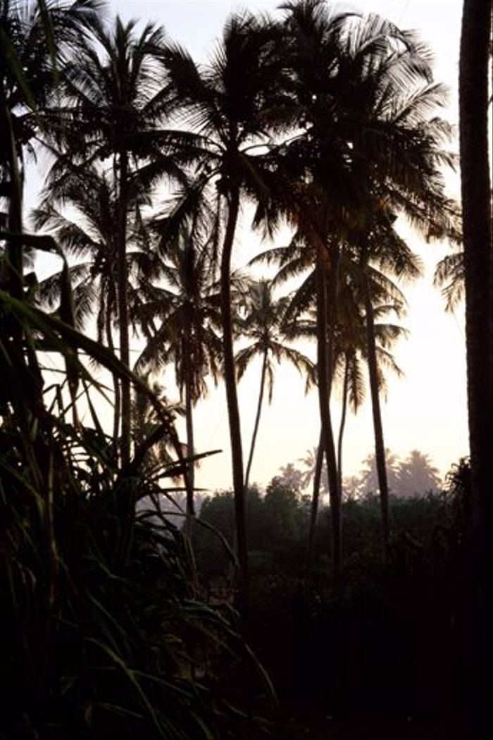 Coconut Palms (Rowan McOnegal)
