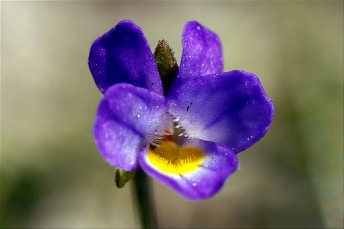 Viola kitaibeliana (Dawn Nelson)
