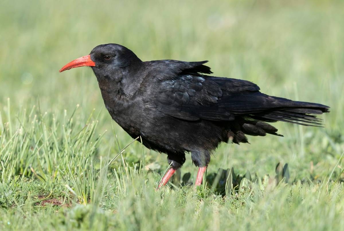 Chough shutterstock_1221830230.jpg