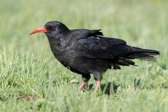 Chough shutterstock_1221830230.jpg