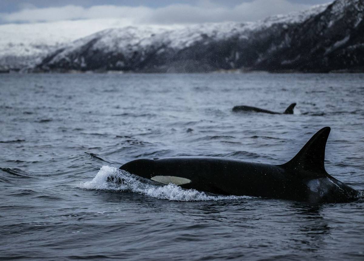 Orca, Northern Norway
