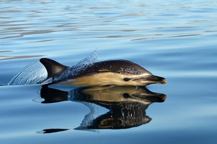 Common Dolphin, UK shutterstock_127642793.jpg