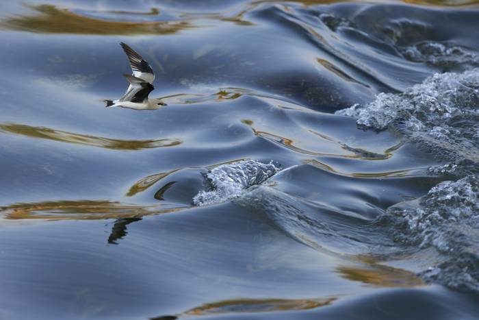 Small Pratincole, Ping River, Chiang Mai, Thailand (Oliver Smart)