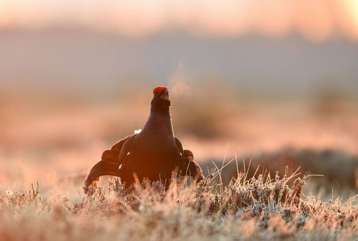 Black Grouse Shutterstock 1062111596
