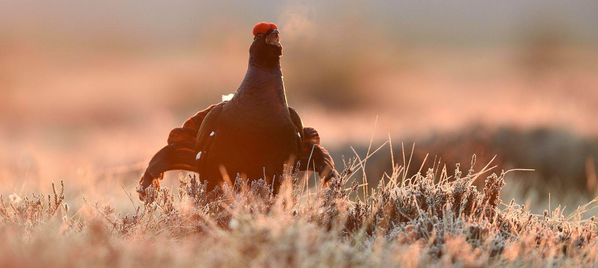 Black Grouse Shutterstock 1062111596