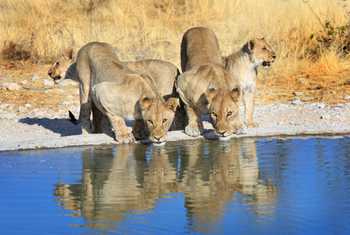 Lionesses, Ongava Private Game Reserve