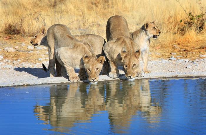 Lionesses, Ongava Private Game Reserve