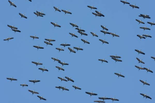 Common Crane Shutterstock 734226760