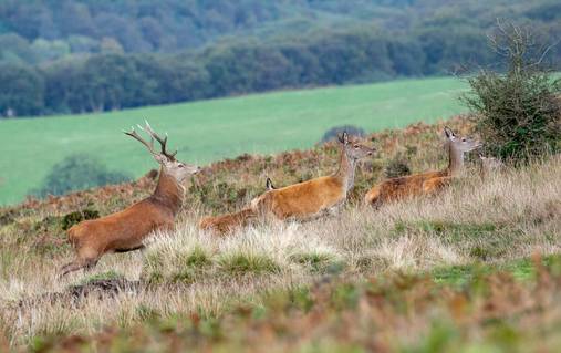 4 Night Exmoor Guided Walking Holiday