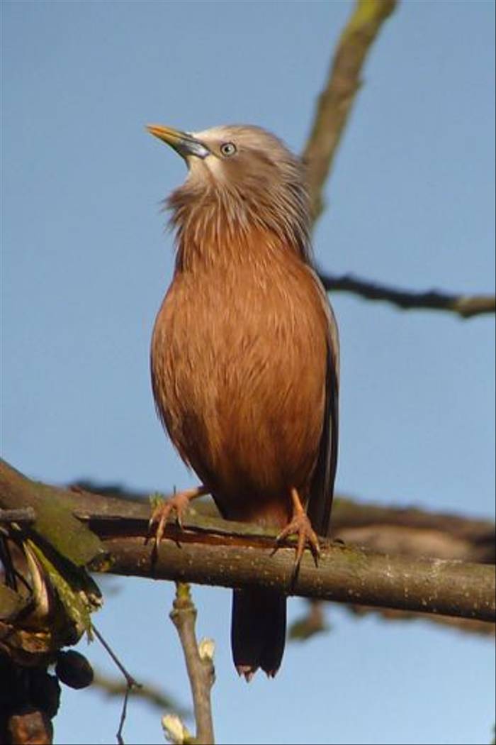 Chestnut-tailed Starling (Paul Stanbury)