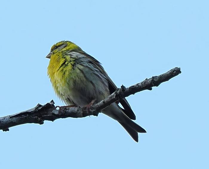 Serin (male) © Martin Miller, May 2024 tour
