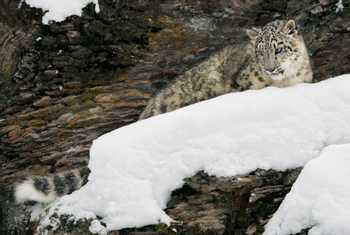 Snow Leopard. Shutterstock 129036224