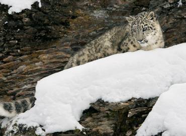 Ladakh - A Snow Leopard Quest