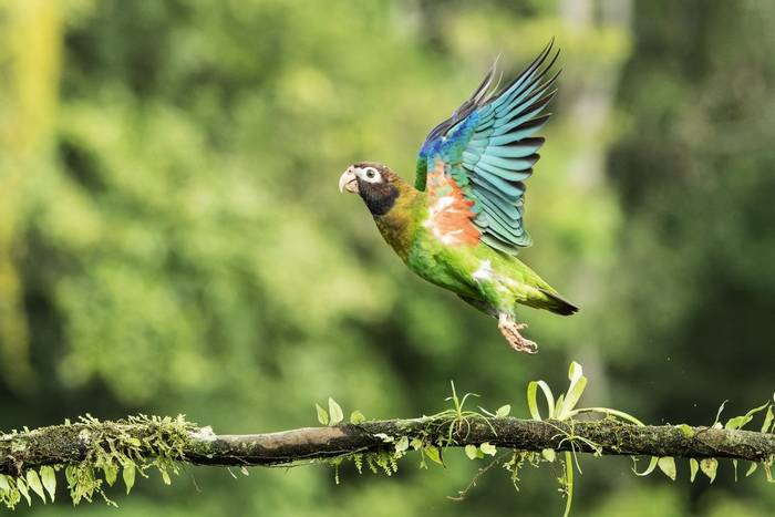 Brown-hooded Parrot, Laguna de Lagarto, Costa Rica, 3 April 2022, KEVIN ELSBY FRPS.jpg