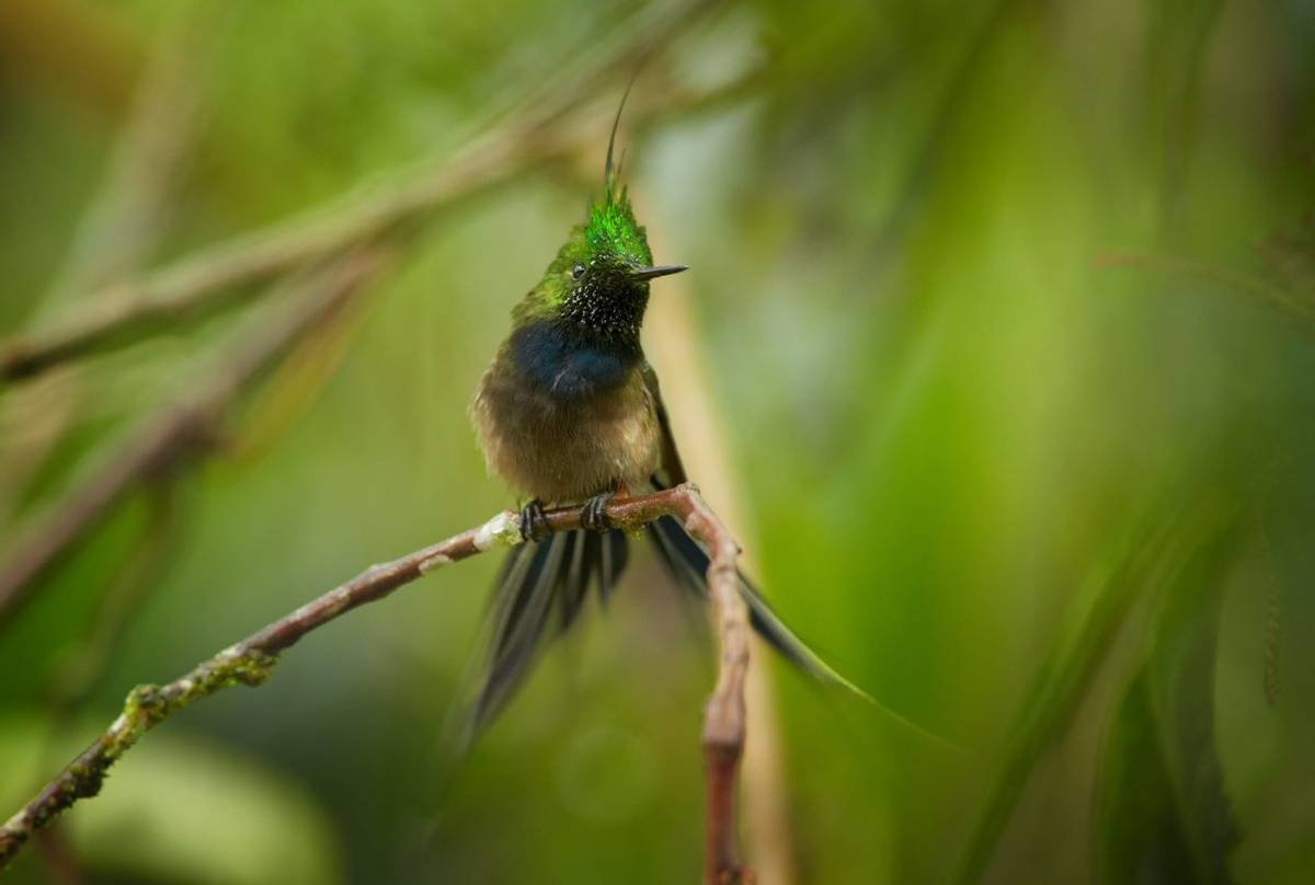 Wire-crested Thorntail shutterstock_352651871.jpg