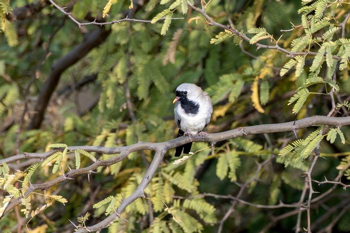 Namaqua Dove