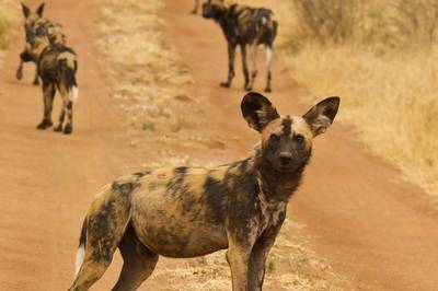 Wild Dogs, Botswana