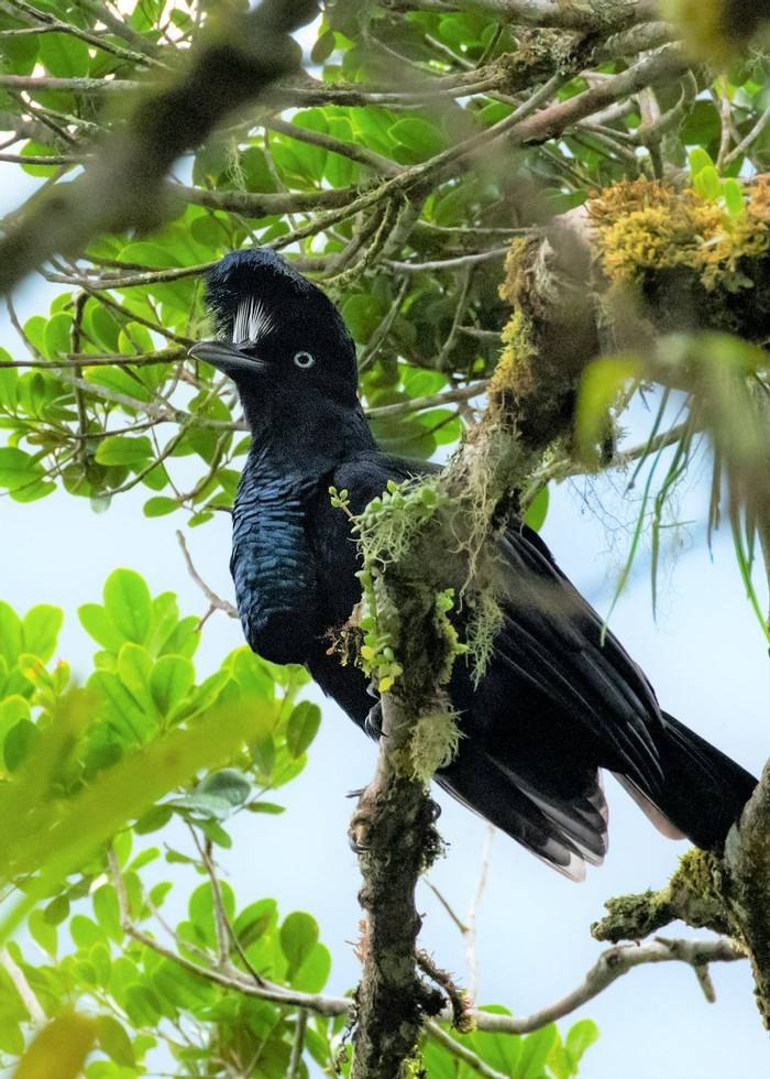 Amazonian Umbrellabird (Nathaniel Dargue)