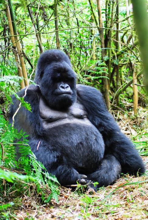 Mountain Gorilla