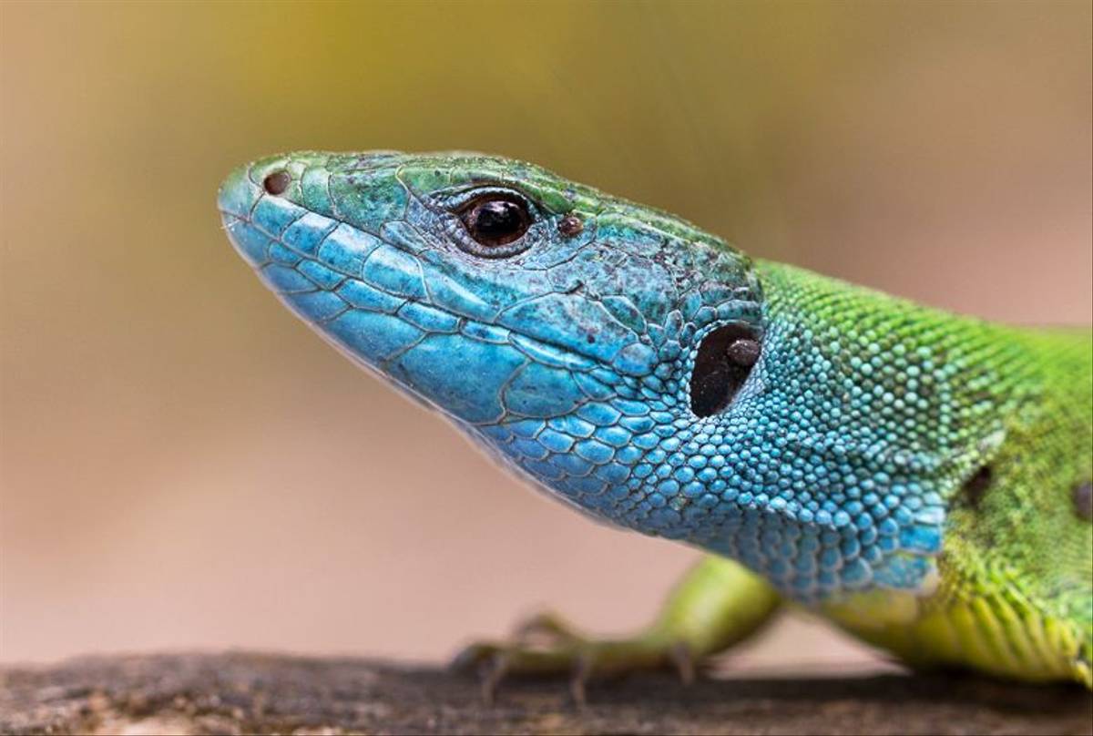 Eastern Green Lizard © Christos Kotselis