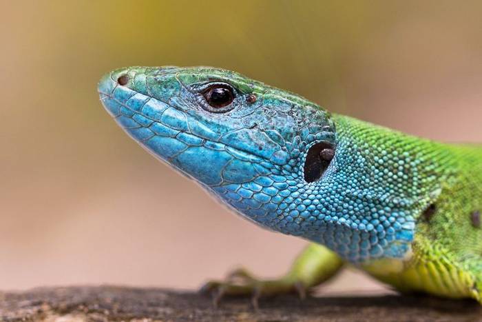 Eastern Green Lizard © Christos Kotselis