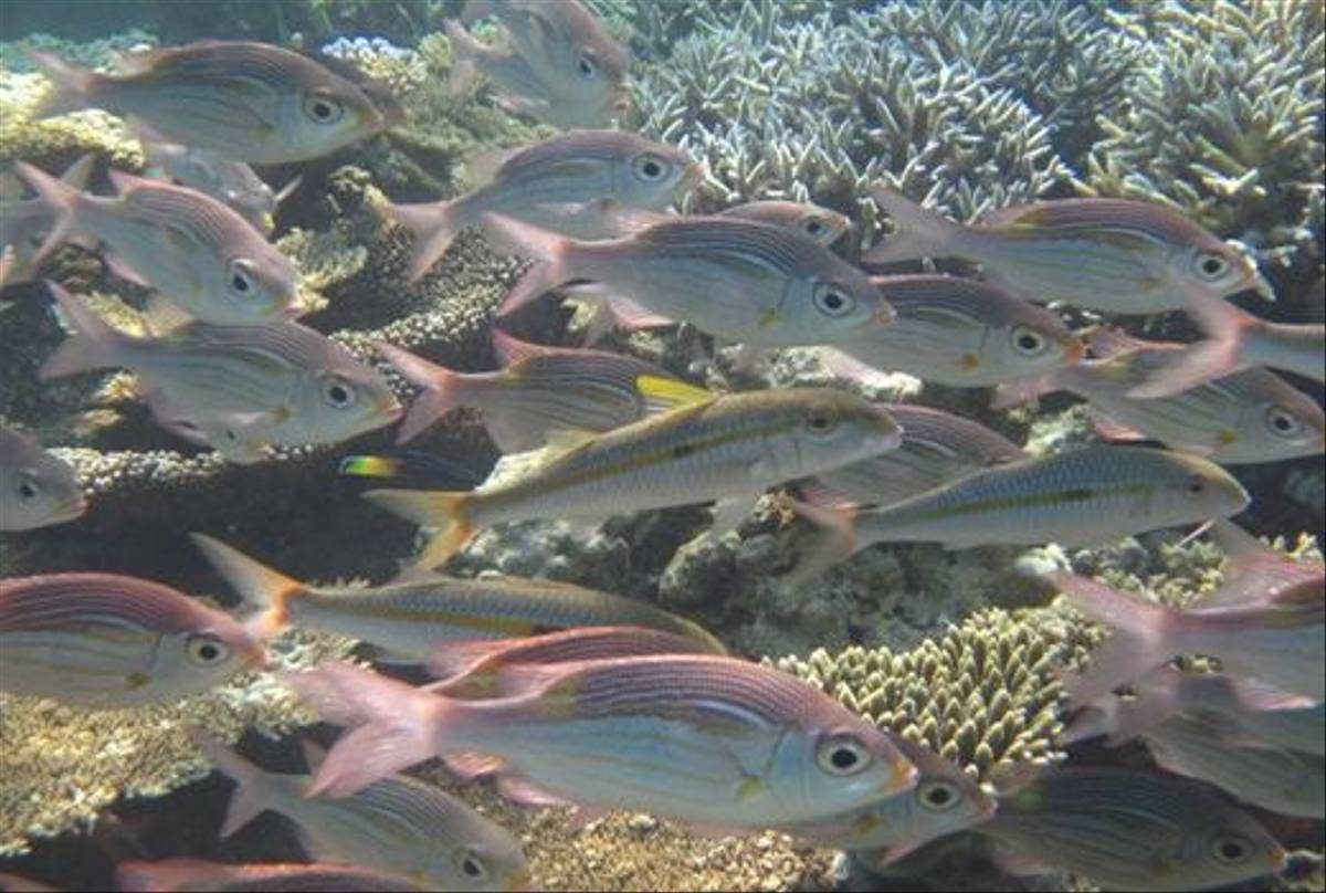 Gold-striped Emperors with Yellowstripe Goatfish by John Stannard