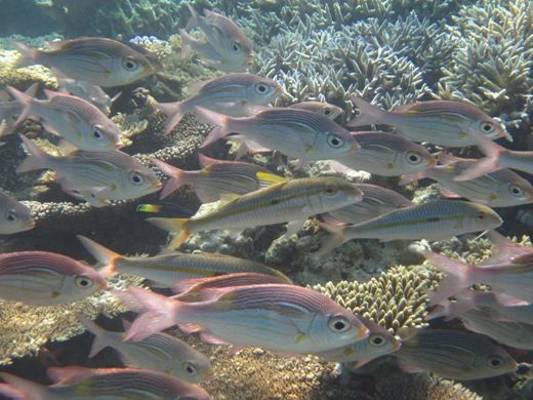 Gold-striped Emperors with Yellowstripe Goatfish by John Stannard