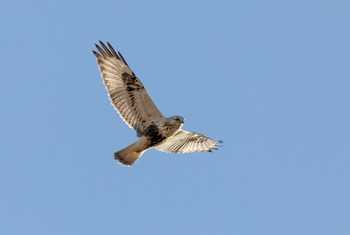 Rough-legged Buzzard shutterstock_1867647106.jpg