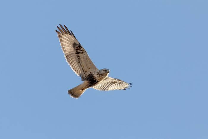 Rough-legged Buzzard shutterstock_1867647106.jpg