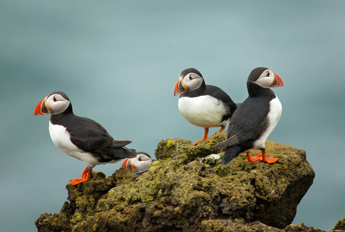 Puffin shutterstock_1045838839.jpg