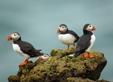 The Best of North Wales - A Birdwatching Tour