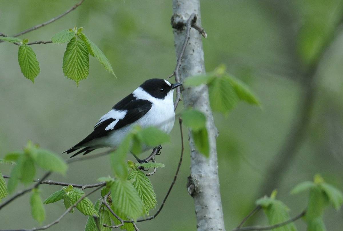 Collared Flycatcher