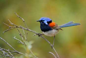 Blue-breasted Fairy-wren