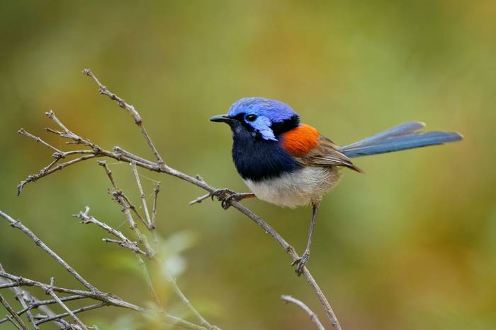 Blue-breasted Fairy-wren