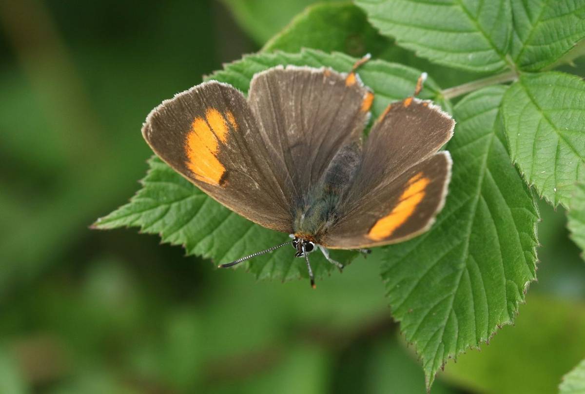 Brown-Hairstreak-shutterstock_696926224.jpg