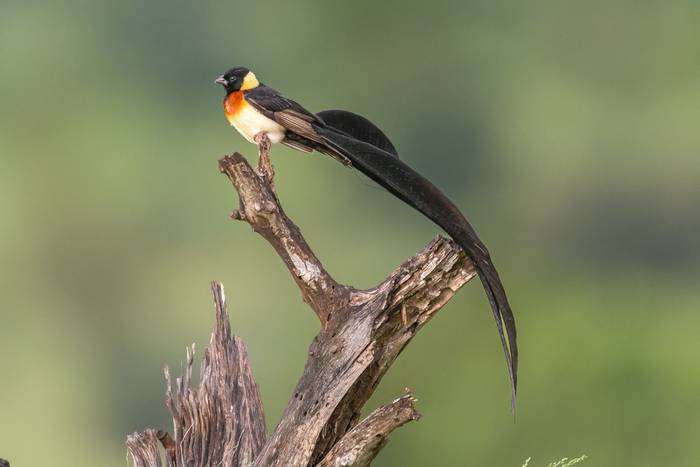 Long-tailed Paradise Whydah