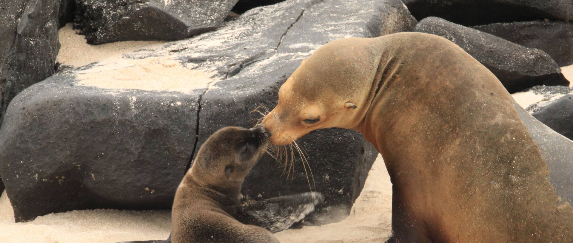 1 Day Old Sea Lion