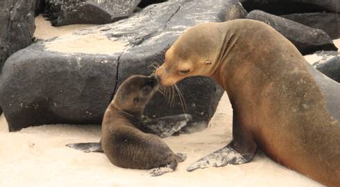 GALAPAGOS UNCOVERED - 8 days