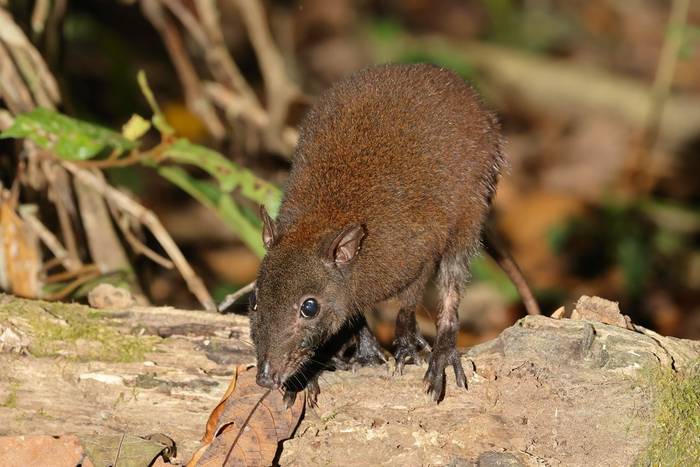 Musky Rat-kangaroo