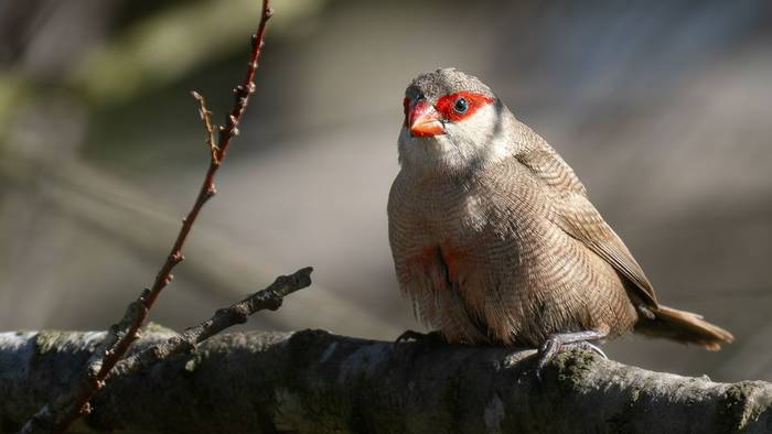 Common Waxbill (Simon Tonkin).jpg