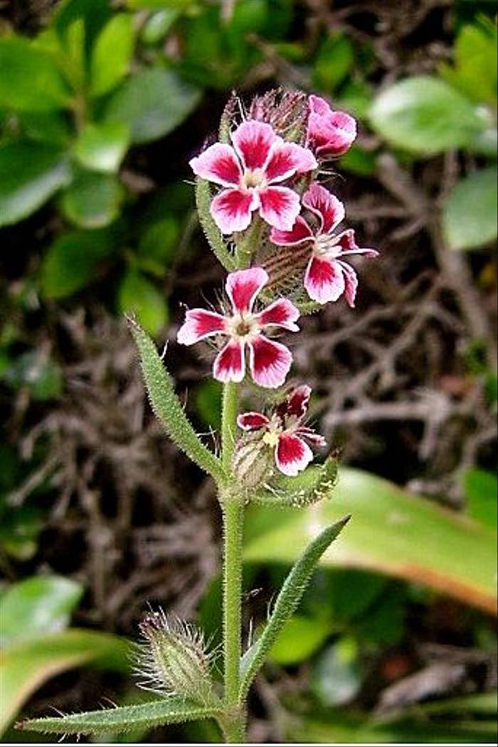 Silena gallica var quinquevulnera, Small-flowered Catchfly (Dawn Nelson)