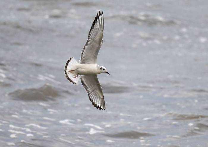 Bonaparte's Gull_02_Adrian Langdon.jpg