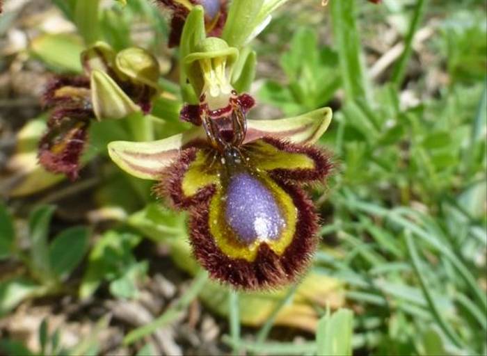 Mirror Orchid, Ophrys speculum (Kerrie Porteous)