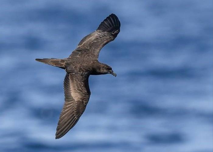 Jouanin's Petrel © Terry Laws