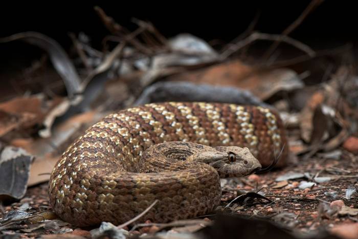 Northern Death Adder (Acanthophis praelongus)