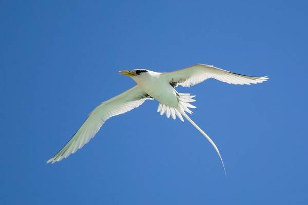 White Tailed Tropicbird Shutterstock 1104717440